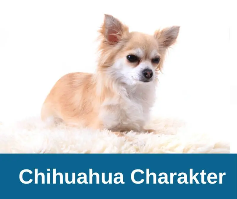 Chihuahua Charakter