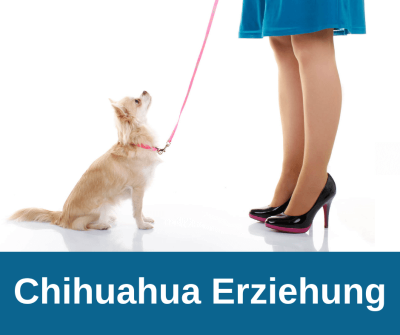 Chihuahua Erziehung
