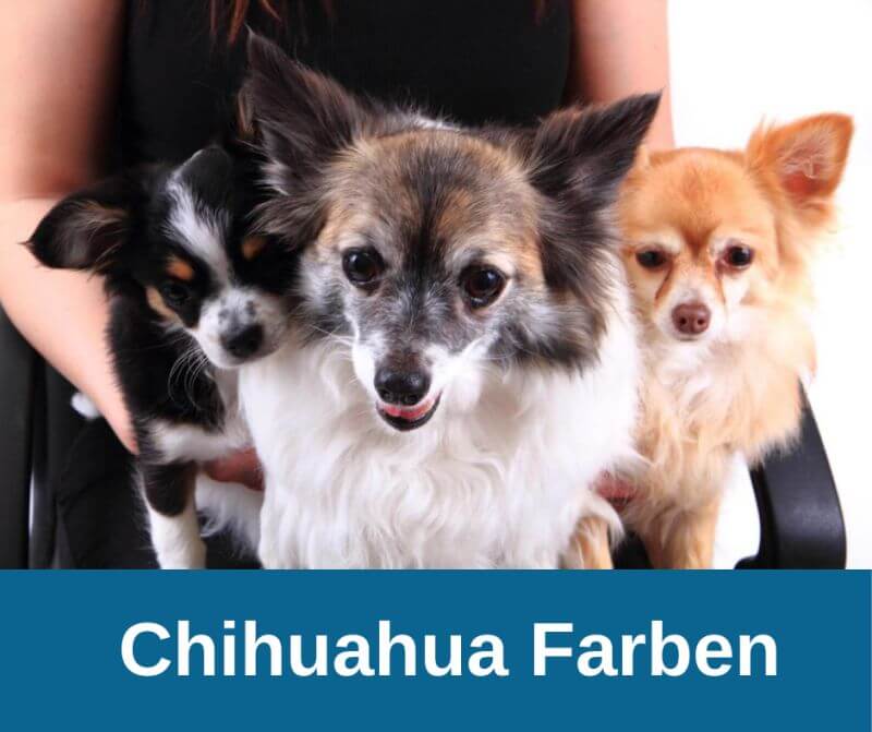 Chihuahua Farben