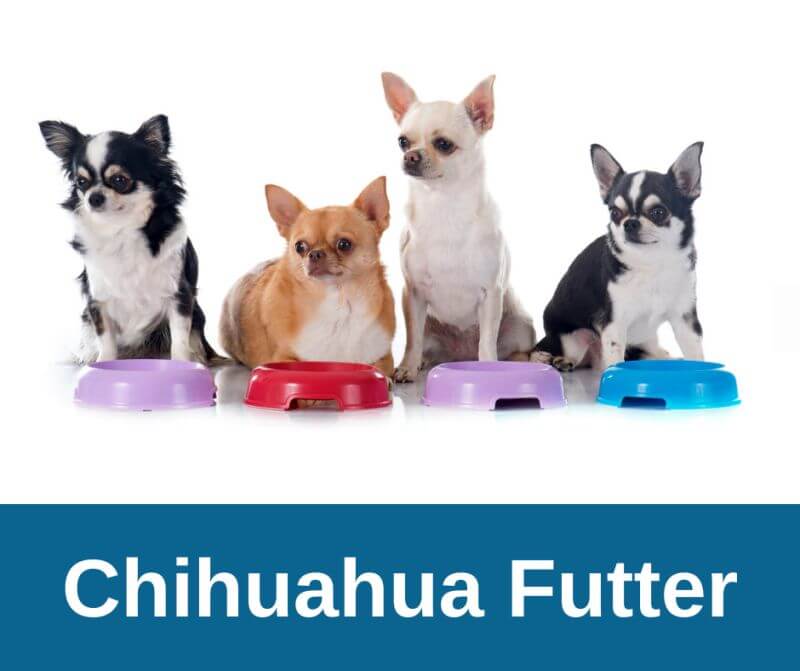 Chihuahua Futter
