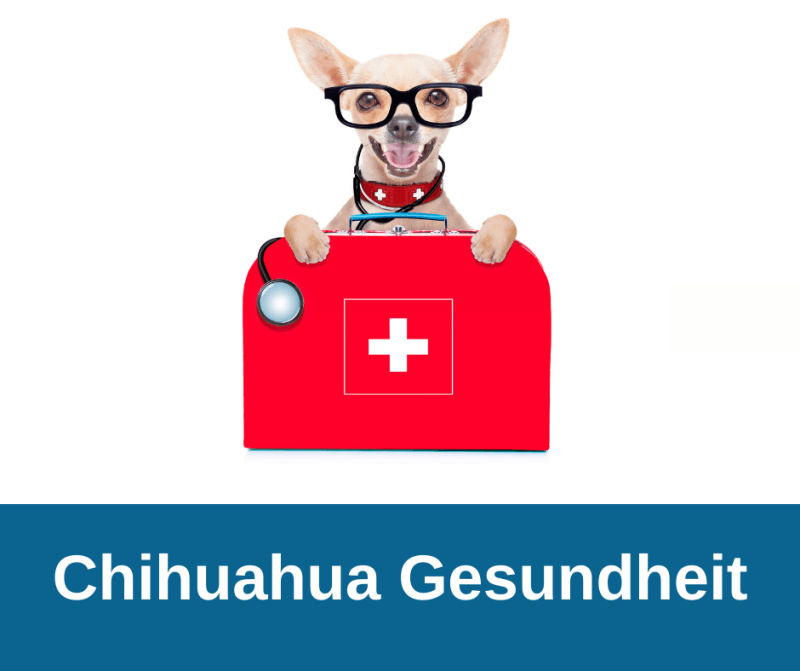 Chihuahua Gesundheit