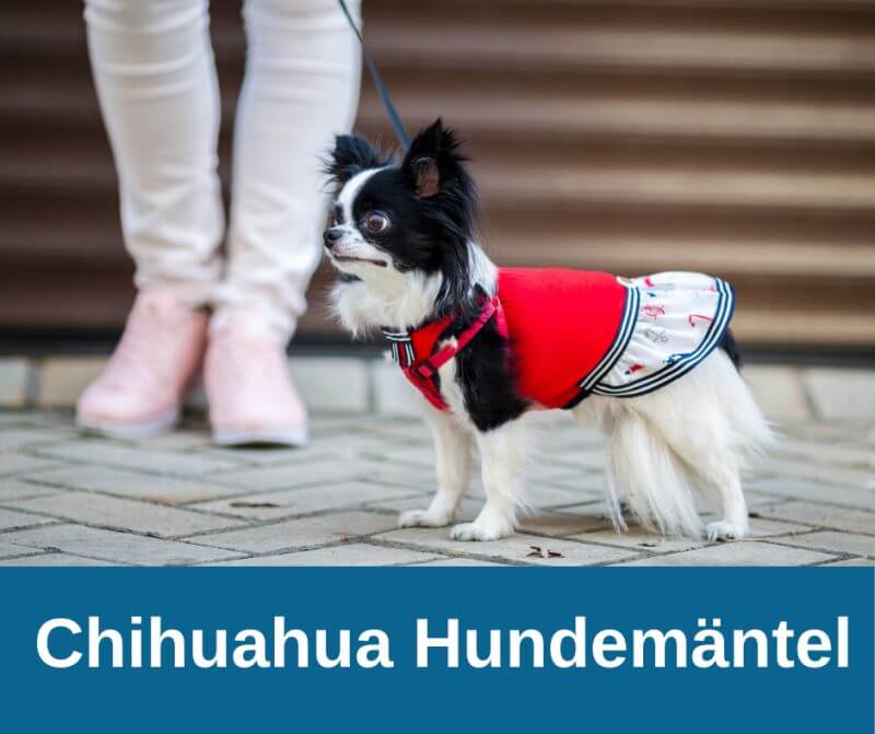 Chihuahua Hundemäntel