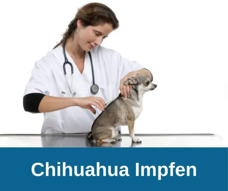 Chihuahua Impfen
