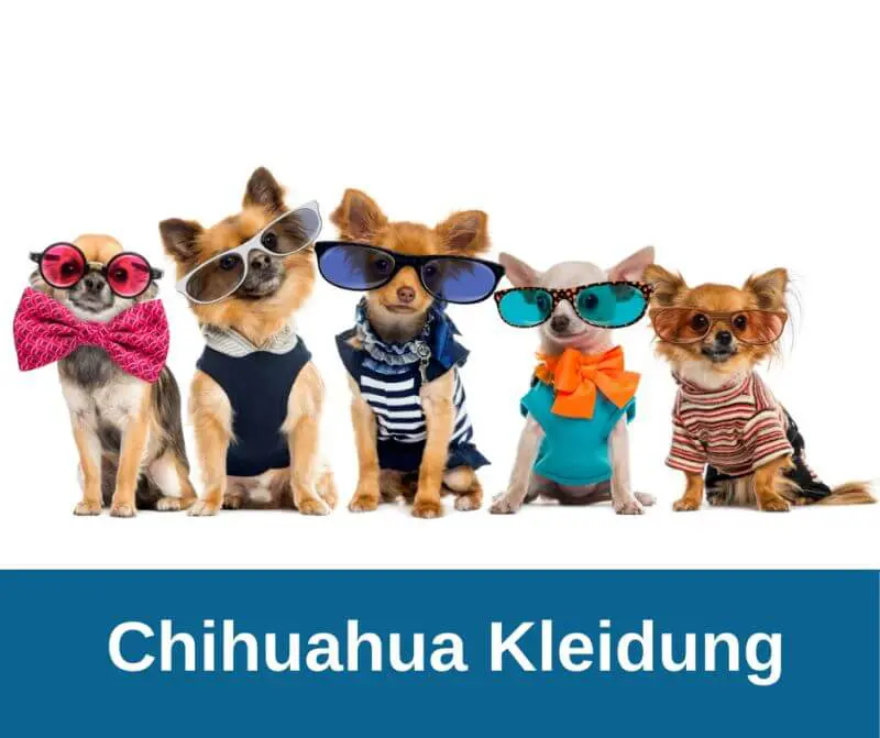 Chihuahua Kleidung