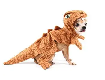 Chihuahua Kostüme Vorschaubild