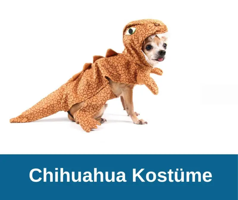 Chihuahua Kostüme