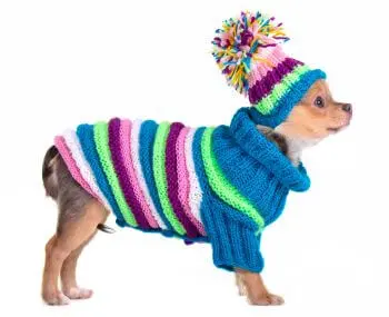 Chihuahua Pullover Vorschaubild