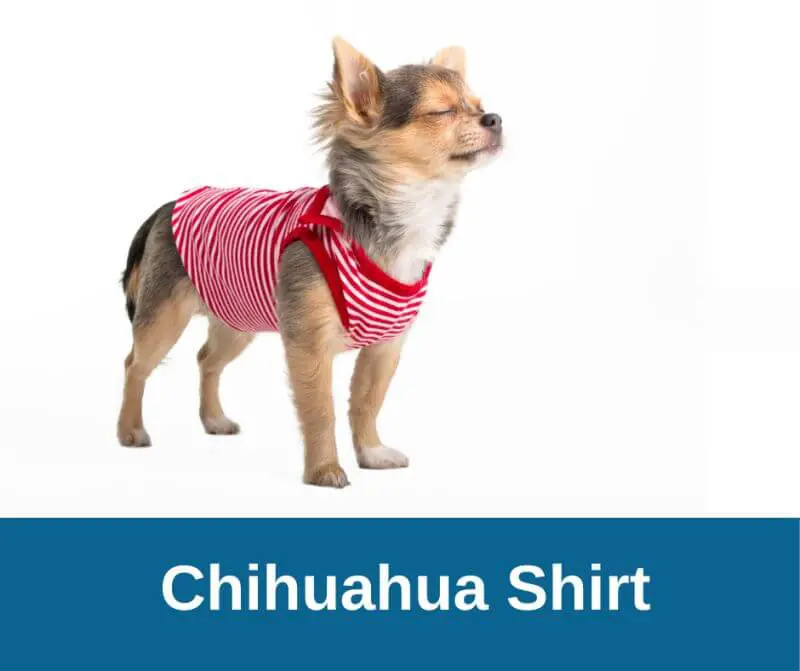 Chihuahua Shirt