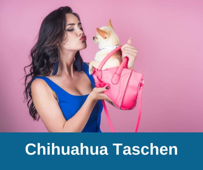 Chihuahua Taschen