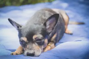 Chihuahua auf Kühlmatte