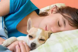 Chihuahua im Bett