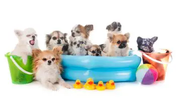 Chihuahua im Hundepool Vorschaubild