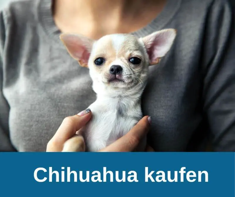 Chihuahua kaufen
