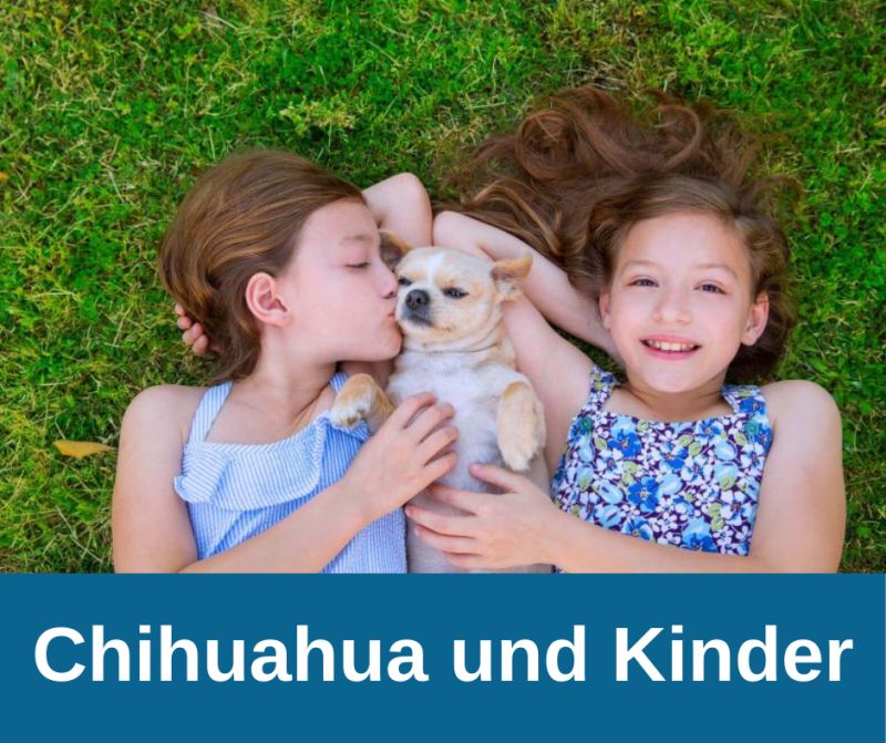 Chihuahua mit Kinder