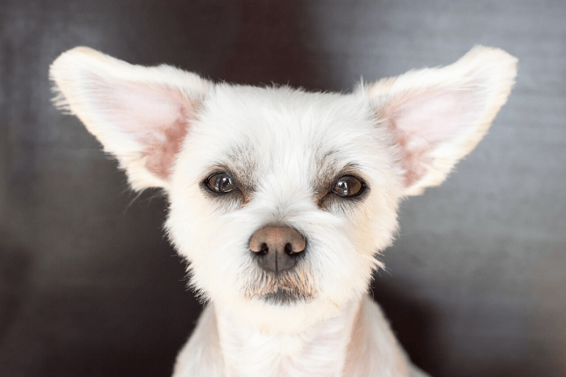 Chihuahua mit großen Ohren