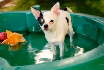 Chihuahua nur mit Wasser baden