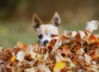 Chihuahua sind Entdecker