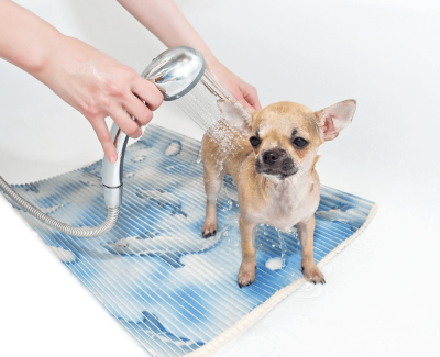 Chihuahua wird gebadet Vorschaubild