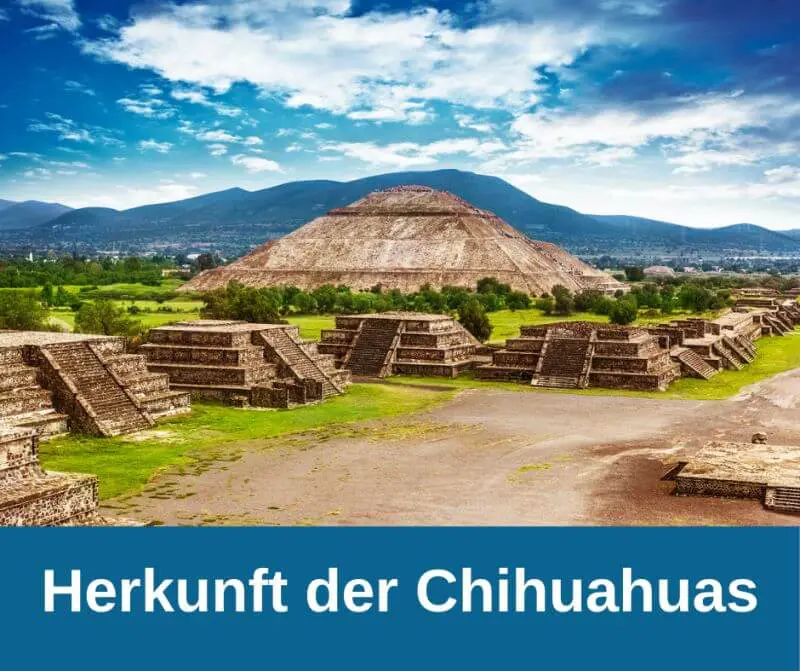 Herkunft der Chihuahuas Herkunft der Chihuahuas