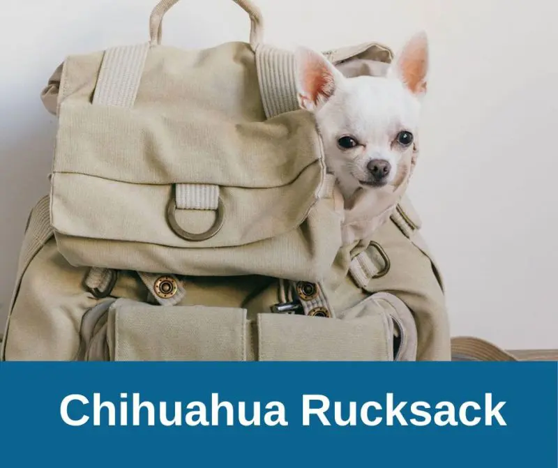 Hunderucksack für Chihuahua