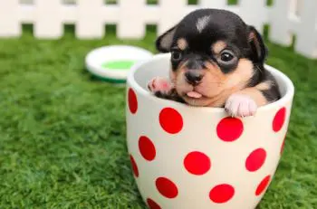 Mini Chi in Teetasse