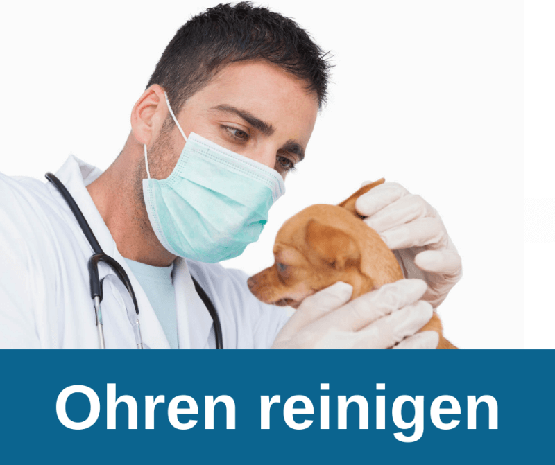 Ohren reinigen beim Chihuahua