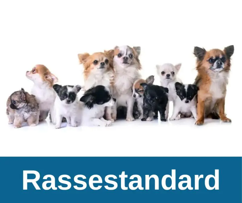 Rassestandard Chihuahua