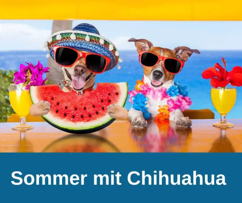 Sommer mit Chihuahua