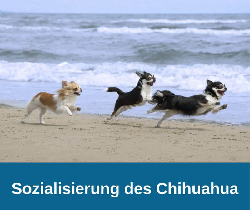 Sozialisierung des Chihuahua