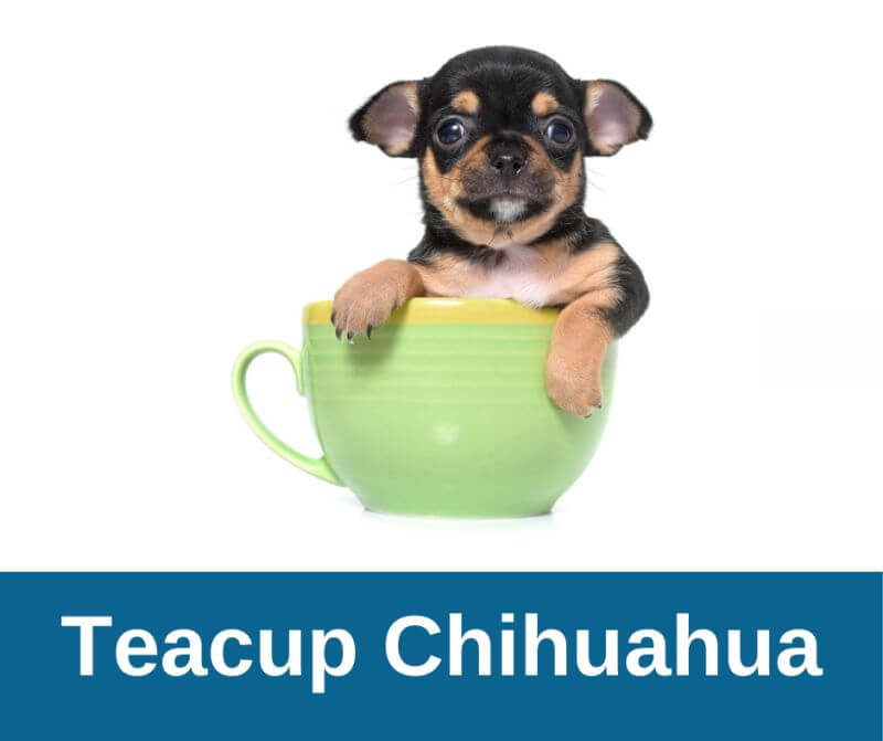 Teacup Mini Chihuahua