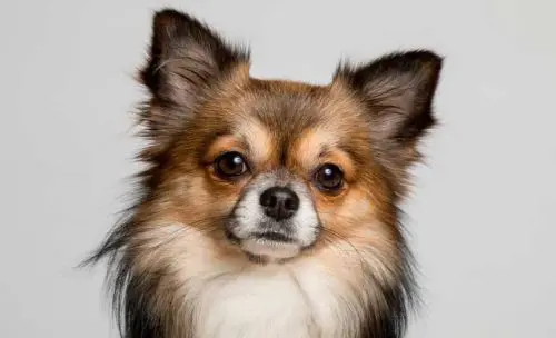 Was kostet ein Chihuahua