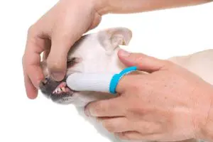 Zähneputzen Chihuahua Vorschaubild