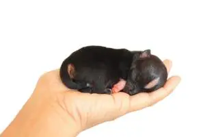 der kleinste hund der welt vorschaubild
