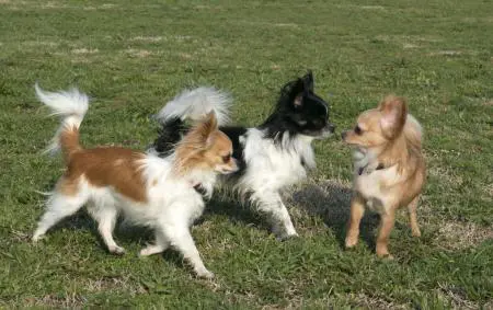 drei Chihuahuas vorschaubild