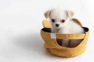 mini chihuahua in einer mütze vorschaubild