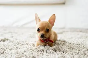 mini chihuahua welpe auf einem teppich vorschaubild