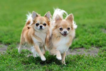 zwei langhaarige Chihuahuas Vorschaubild