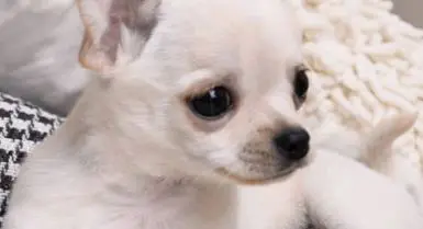 Augenpflege Chihuahua