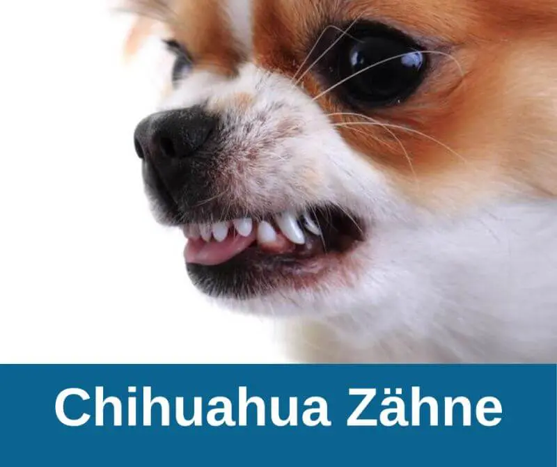 Chihuahua zeigt Zähne