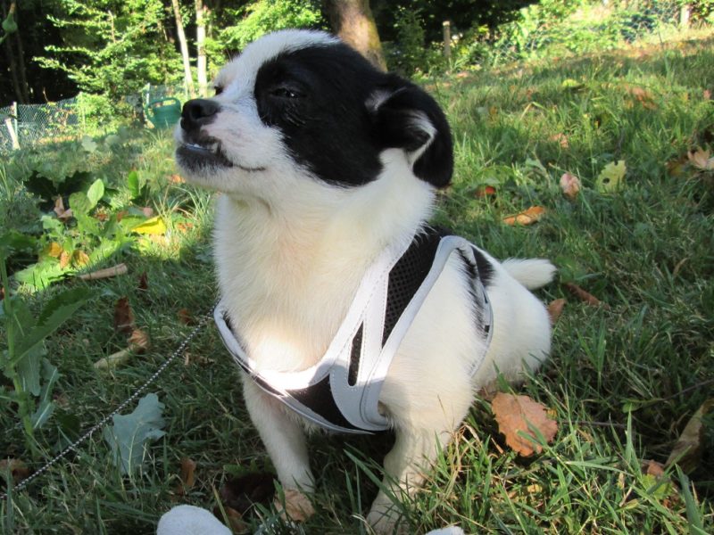 ᐅ Chihuahuas aus dem Tierheim, suchen ein neues Zuhause › Chihuahua