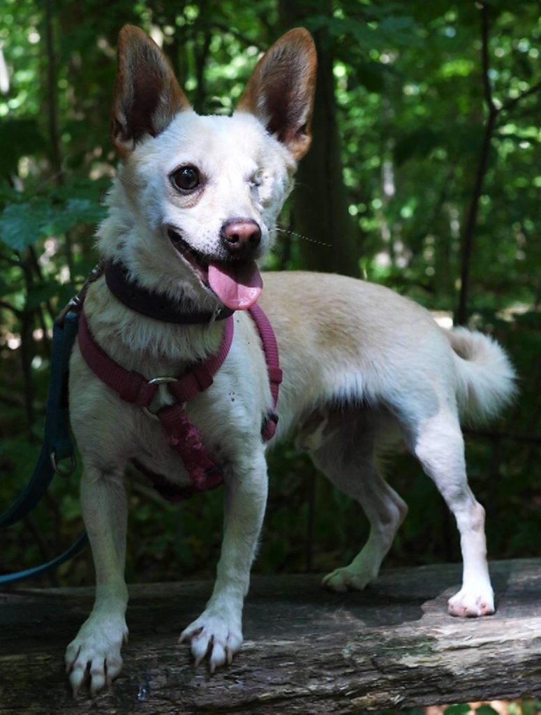 ᐅ Chihuahuas aus dem Tierheim, suchen ein neues Zuhause › Chihuahua