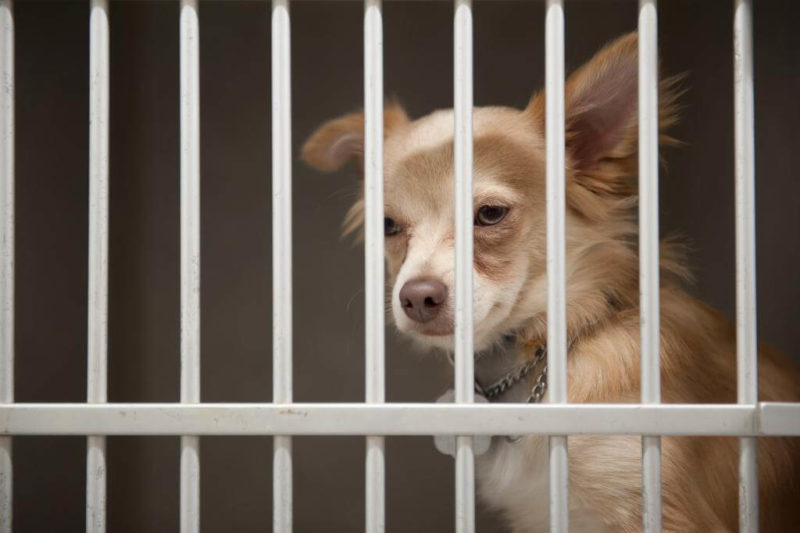 ᐅ Chihuahuas aus dem Tierheim, suchen ein neues Zuhause › Chihuahua