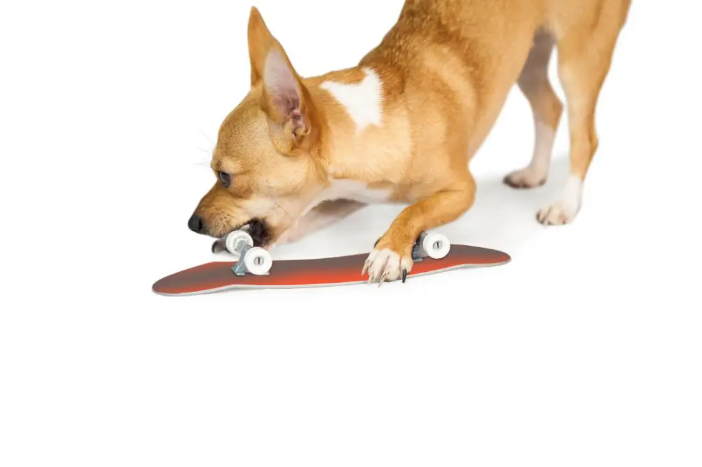 Chihuahua kaut auf Skateboard
